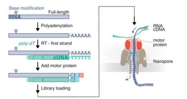 图6. ONT RNA-cDNA建库流程，图片来源于Grünberger, F. et.al