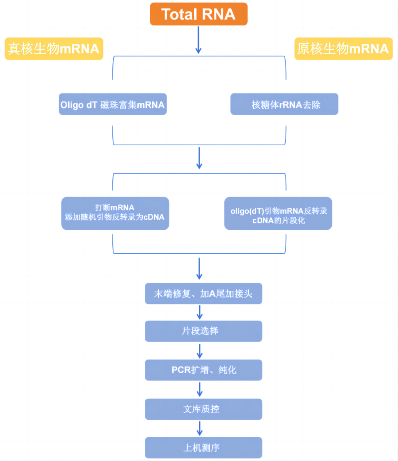 图7.mRNA测序建库流程