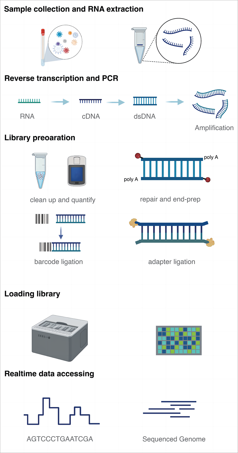 图5. ONT-cDNA建库流程，图片来源Xiong, Q.et.al