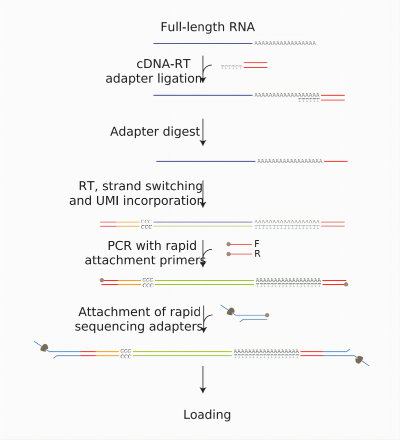 图3. cDNA-PCR全长转录组建库流程