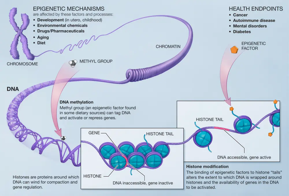 图18. DNA和Protein的表观遗传修饰， Laura Bonetta，Epigenomics: The new tool in studying complex diseases.