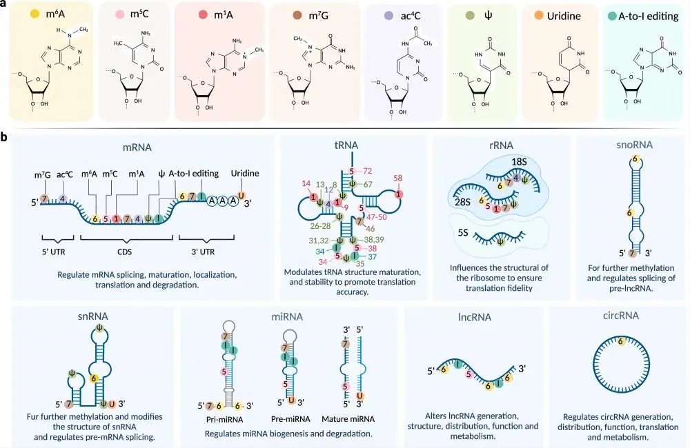 图21. RNA修饰及类型分布，Cui, L et.al