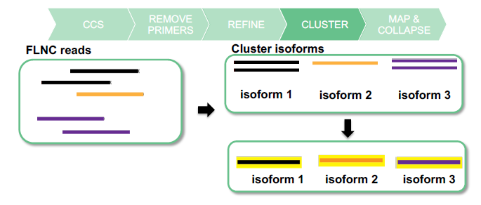 图14. Cluster Isoform