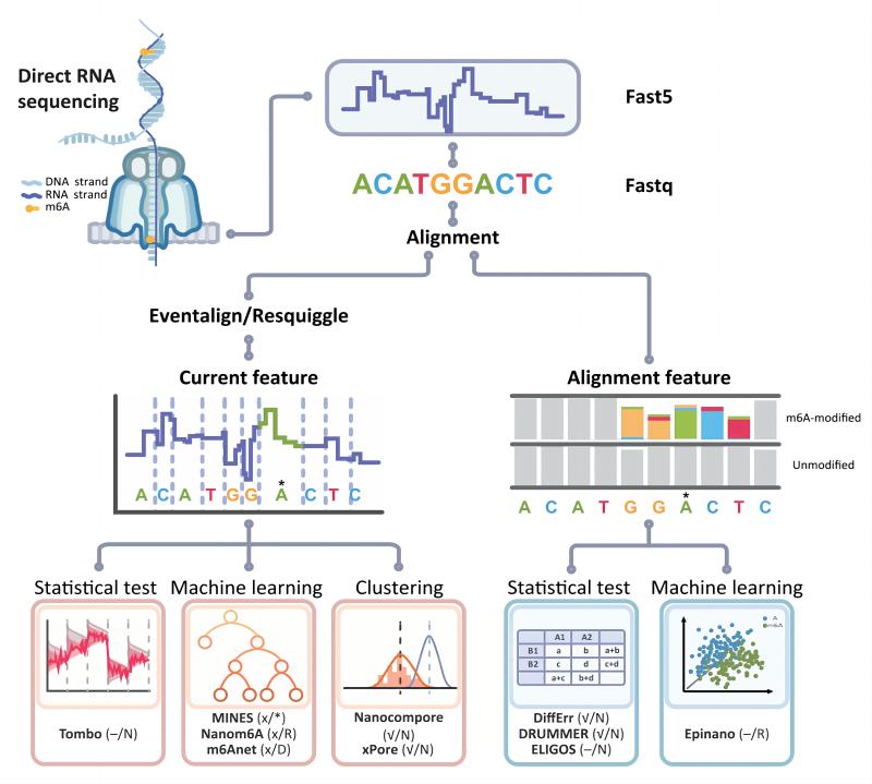图12. 利用ONT DRS平台实现m6A检测的工具、流程以及原理分类。Zhong, Z.D et.al