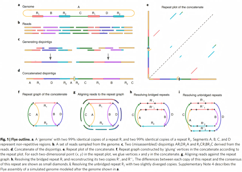 图3.Flye分析流程