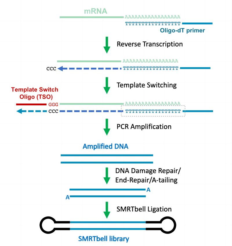 图8. Iso-Seq library preparation using SMRTbell prep kit 3.0建库流程