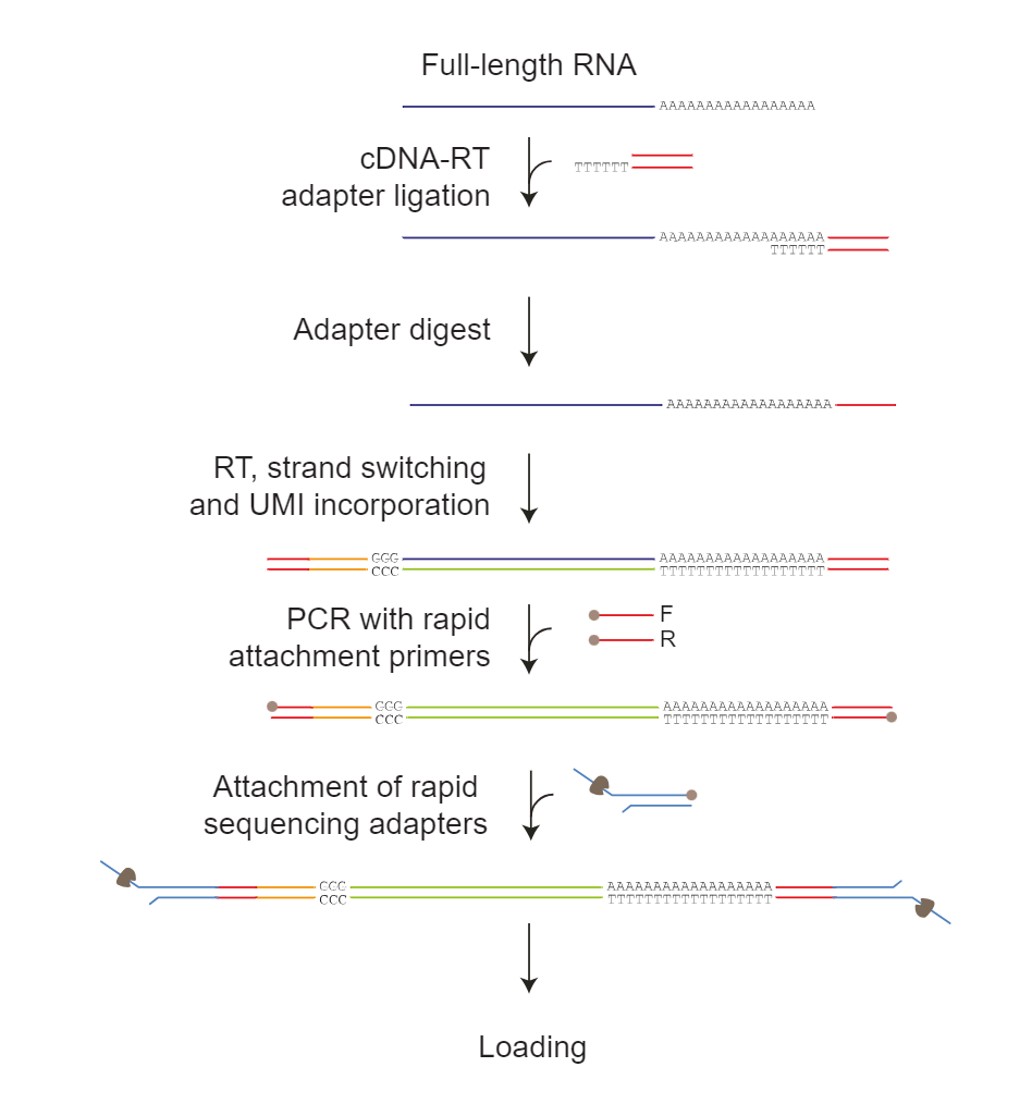 图9. cDNA-PCR Sequencing Kit V14建库流程