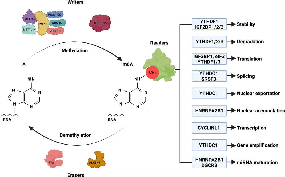 图22. RNA m6A修饰调控