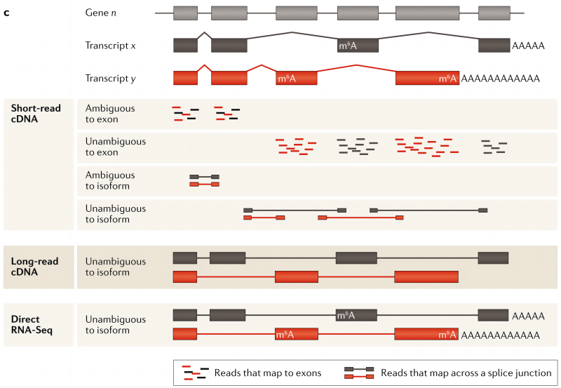 图2. 短读长、长度长和直接RNA测序技术比较（RNA sequencing: the teenage years）