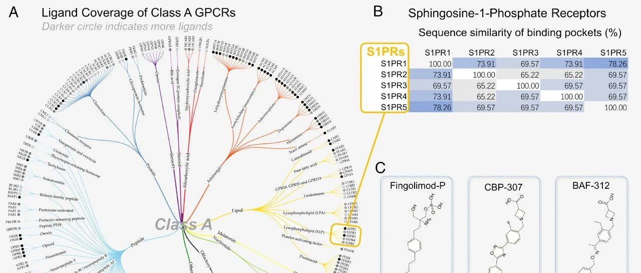 PNAS | 利用自动化路径搜索实现GPCR特异性激动剂设计