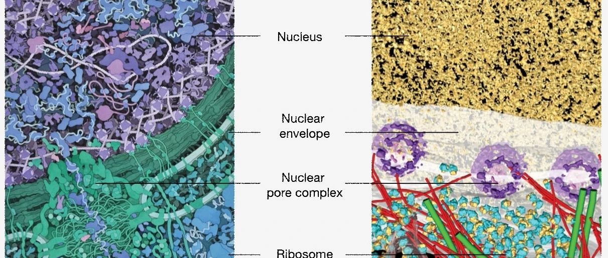 Nature｜利用冷冻电镜技术架起结构生物学与细胞生物学的桥梁