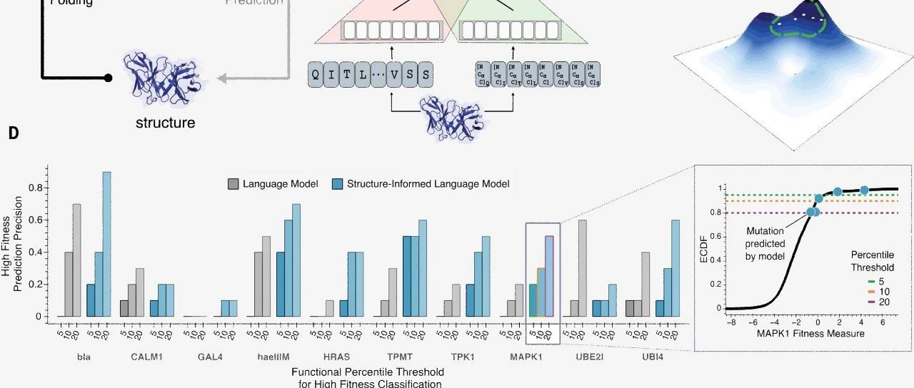 Science｜利用结构信息语言模型指导蛋白质的进化