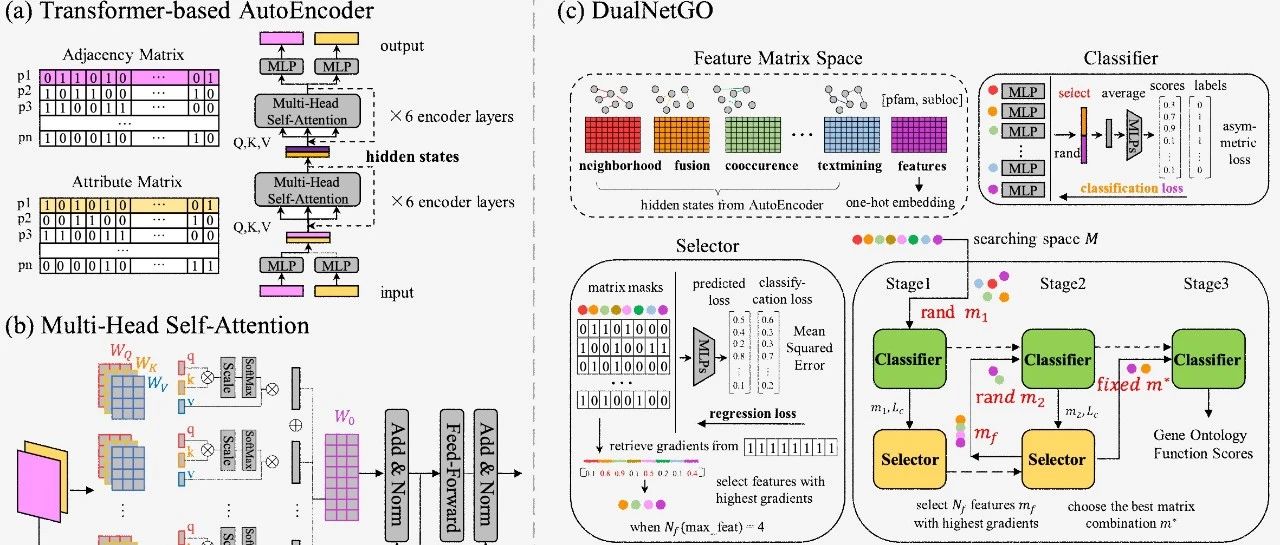 香港科技大学提出DualNetGO模型，通过高效的特征选择对偶网络预测蛋白质功能