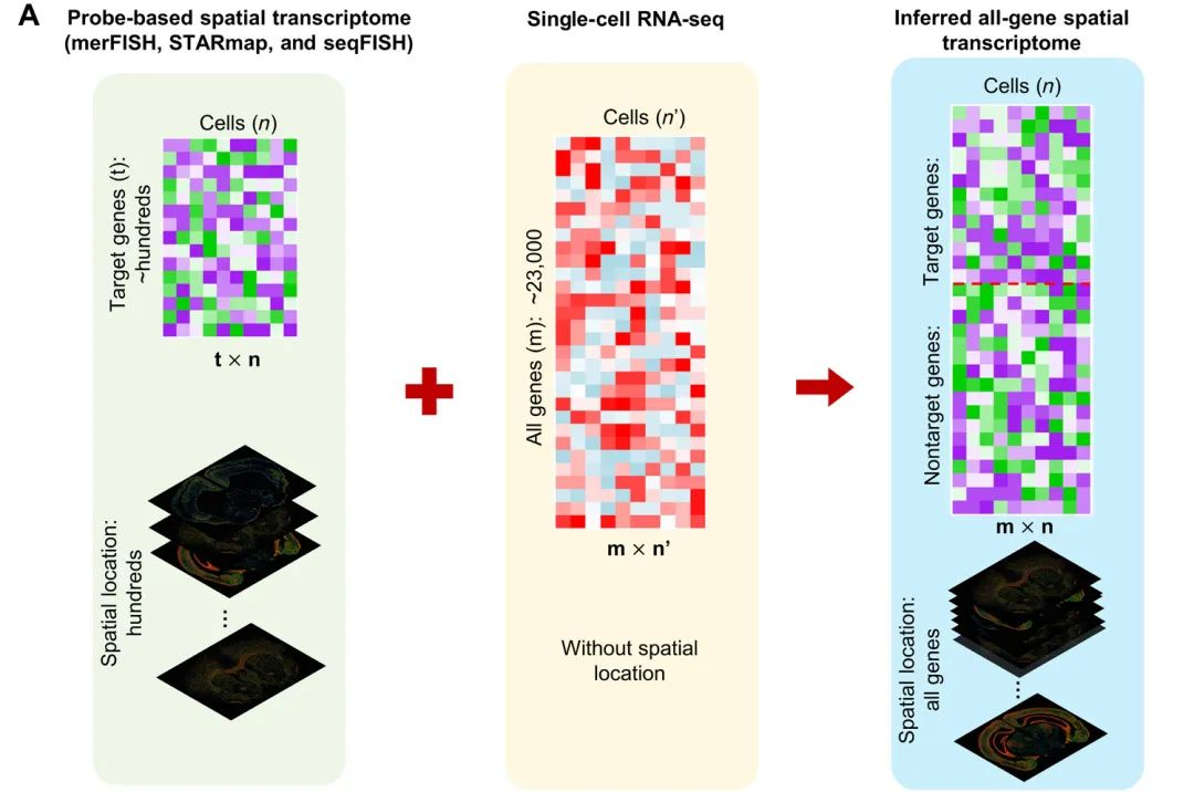 多组织切片模拟中不同空间结构域检测和细胞类型聚类方法的比较