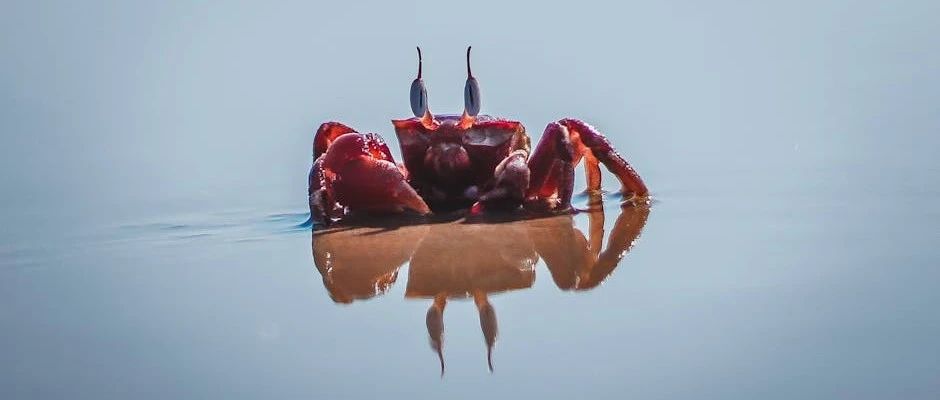 Rust 赋能前端 -- 写一个 File 转 Img 的功能