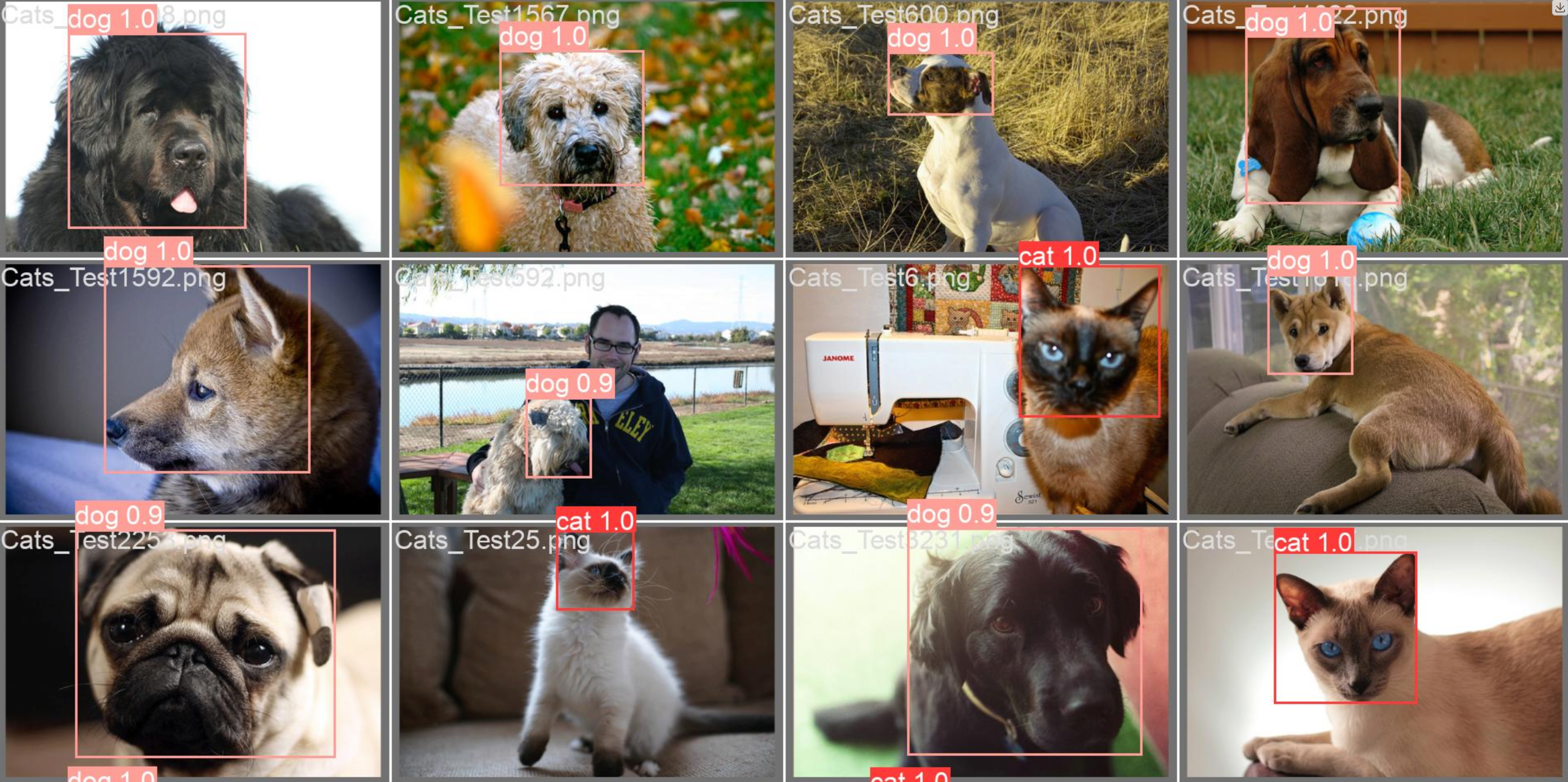 YOLOv8猫狗检测:从SwanLab可视化训练到Gradio Demo网站