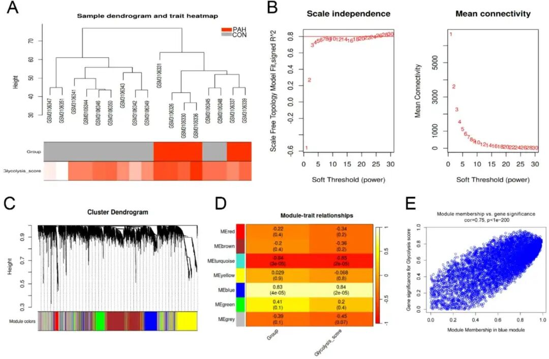 WGCNA识别糖酵解中的关键调控基因。（A）不同样本的糖酵解评分。（B）选择适合无量表网络的软阈值。红线设为0.80。（C）基于基因表达构建基因聚类树。（D）糖酵解评分与不同模块之间的关联。（E）蓝色模块基因与糖酵解评分的相关性