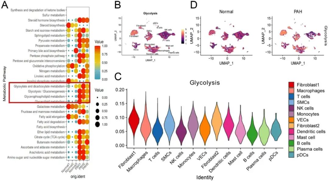 识别特发性肺动脉高压中关键的糖解基因