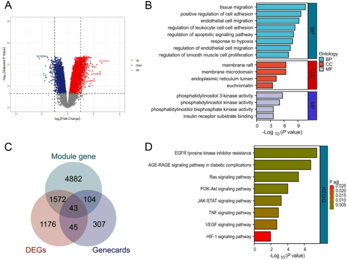 富集分析与维恩图。（A） 对GSE113439数据集进行差异基因分析。（B）DEGs的Go 浓缩分析。（C） 模块基因、DEG和GeneCards获得的基因之间的重叠基因。（D） DEG的KEGG分析