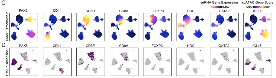 免疫细胞标记基因