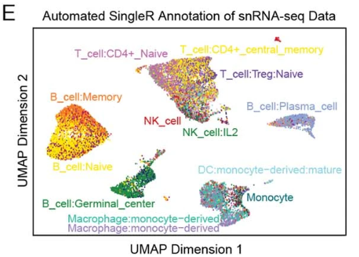 免疫细胞SingleR注释