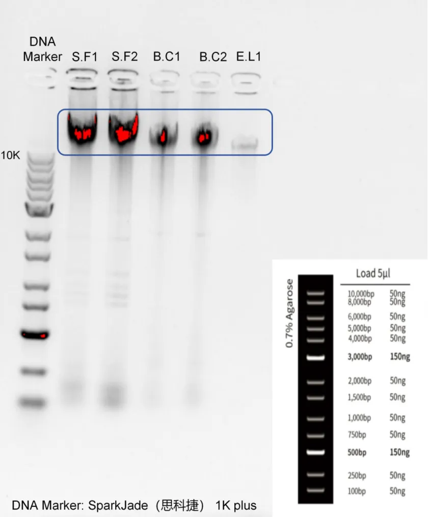 图1. 细菌基因组DNA琼脂糖凝胶电泳结果