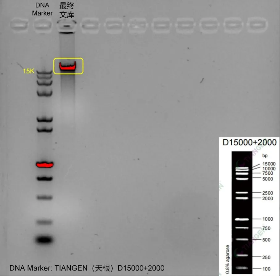 图2. 最终测序文库DNA琼脂糖凝胶电泳结果