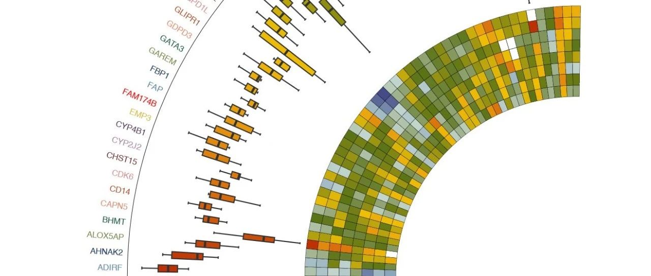 ggplot2进阶绘制环状热图新风尚