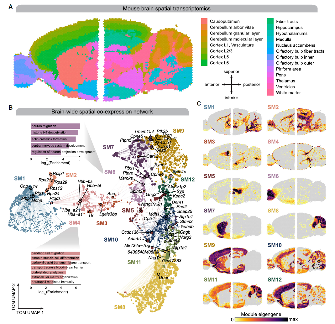 Spatial co-expression networks represent regional expression patterns in the mouse brain