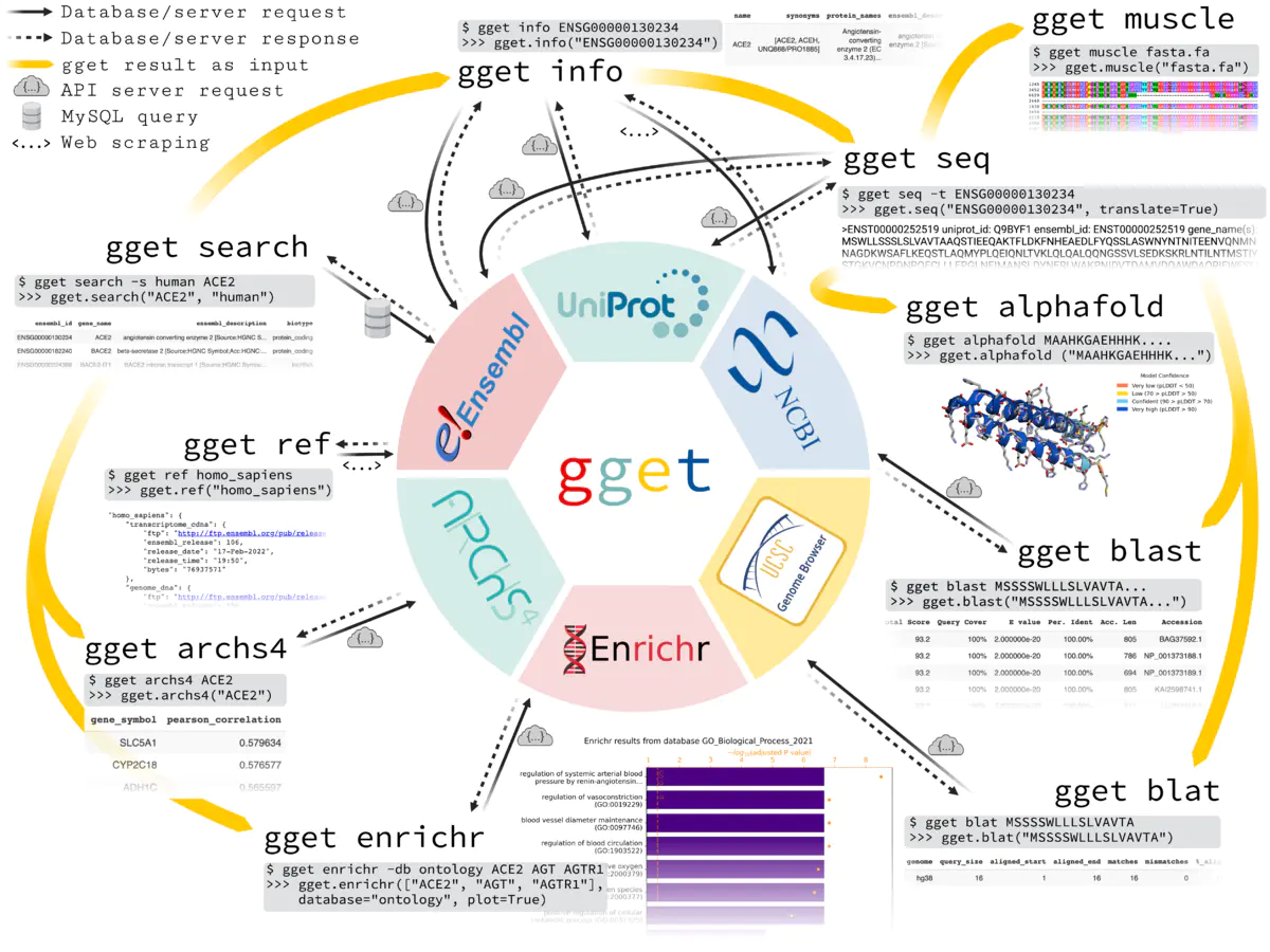 gget：一款强大的基因组参考数据库的高效查询工具
