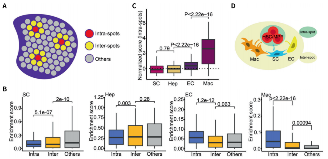 A：说明示意图；B：不同区域上的细胞富集评分箱线图；C：临近区域细胞的组成；D：胎儿HSCs/MPPs扩增单元组成。