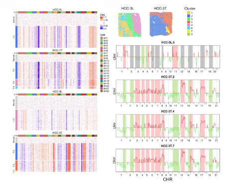 图3  空间转录组CNV推断