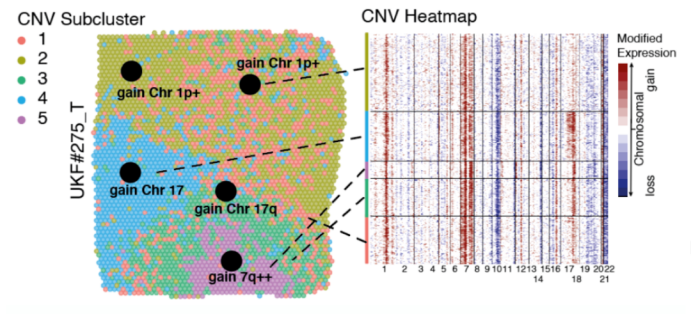 图5  CNV事件的空间分布