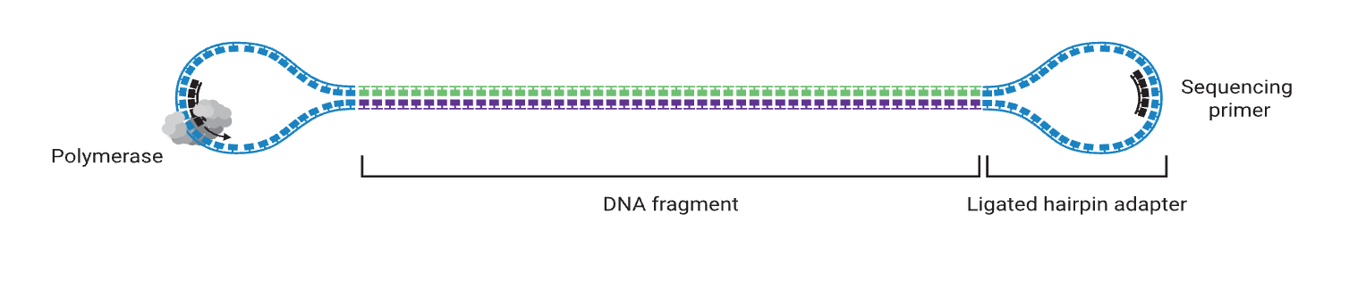 图2. SMRTbell文库测序引物和DNA聚合酶