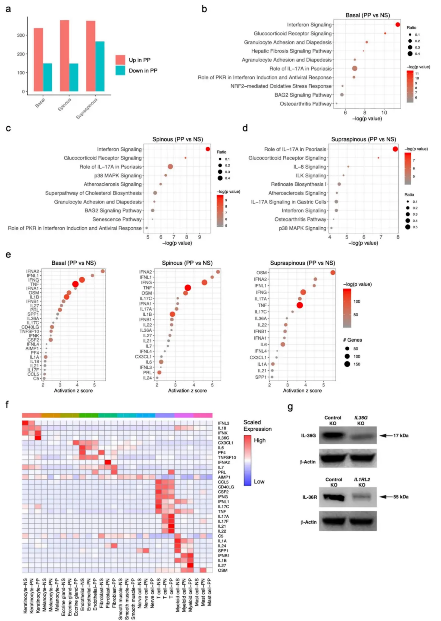 Differential expression analysis in keratinocyte subtypes reveals potential upstream regulators