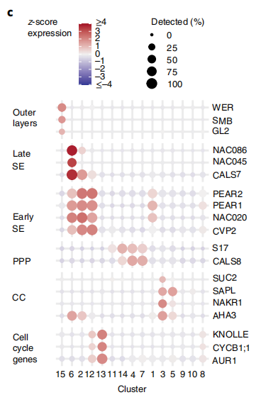 单细胞韧皮部研究代码解析4-Fig01-umap_cell_types.R
