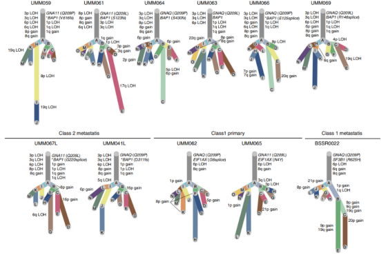  图2  肿瘤进化树