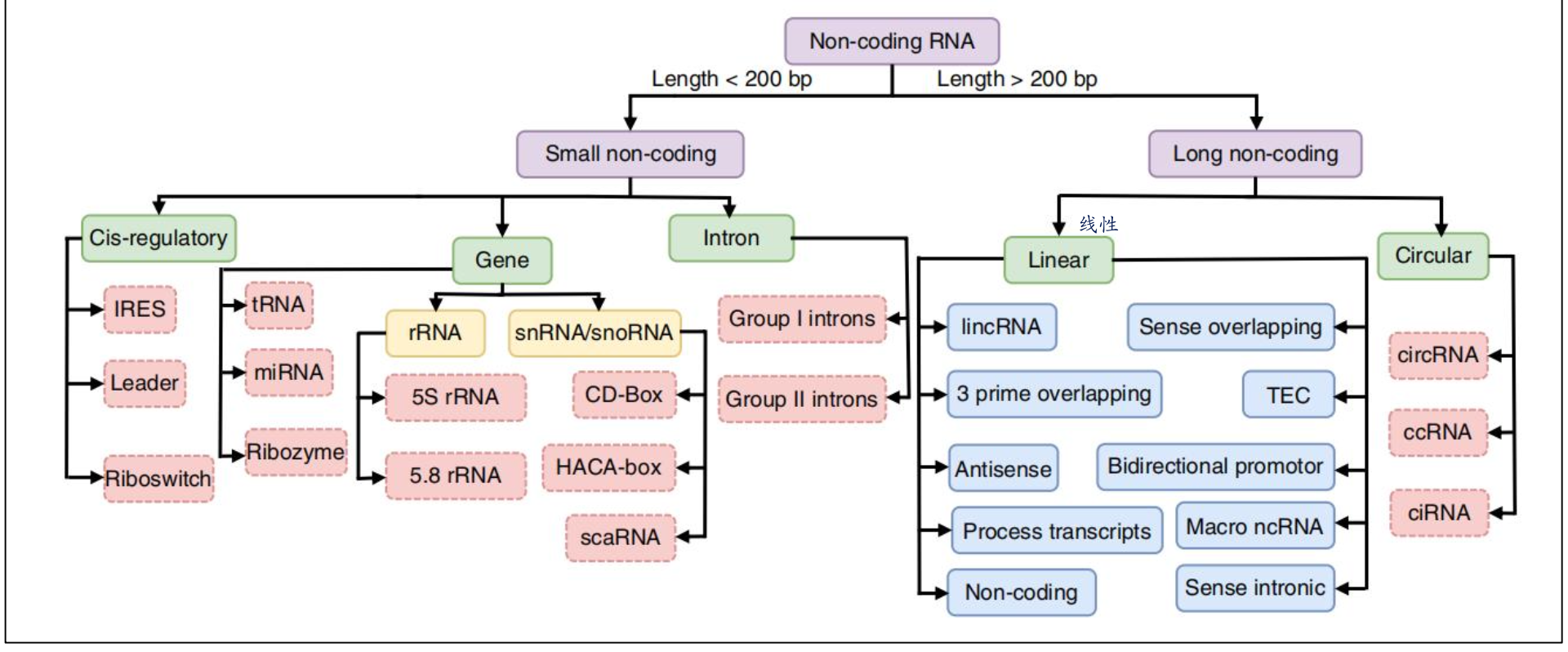 RNA类型