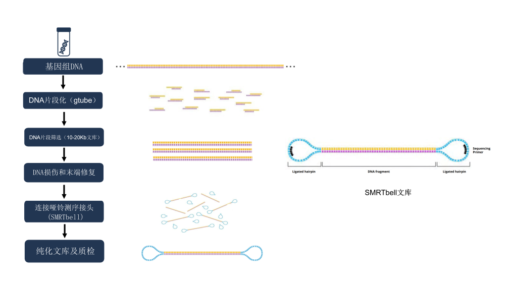图1. 基因组SMRTbell文库结构及构建流程