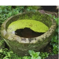 作者头像